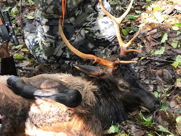 Rifle Elk 2018